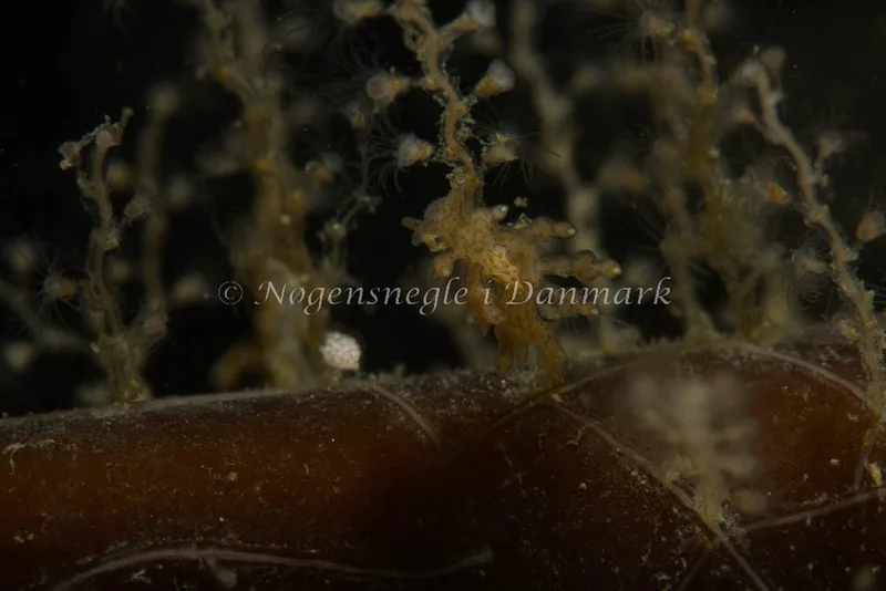 Eubranchus scintillans - Ammoniakhavnen - Foto: Kim Sørensen