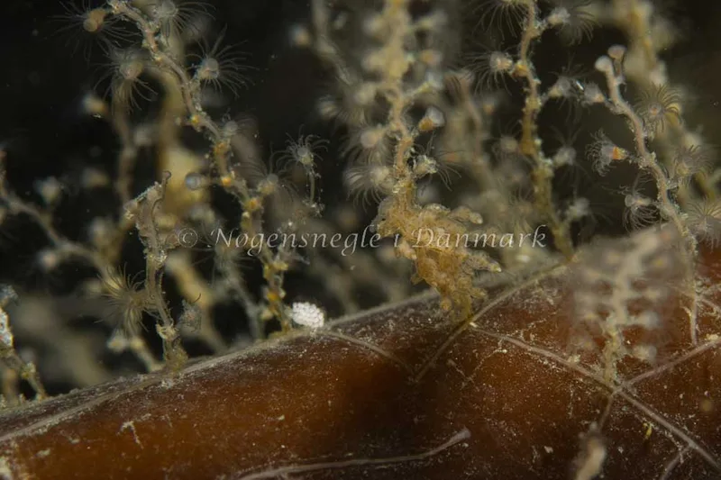 Eubranchus scintillans - Ammoniakhavnen - Foto: Kim Sørensen