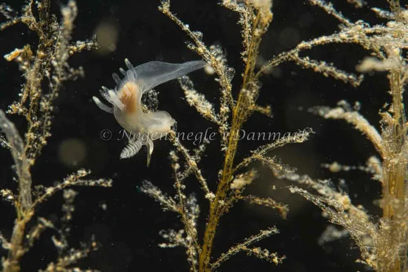 Ancula gibbosa - Ammoniakhavnen - Foto: Kim Sørensen