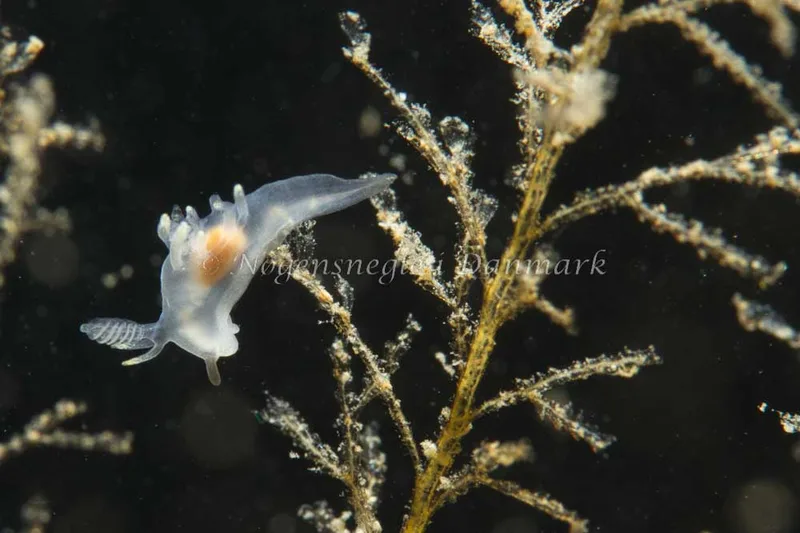 Ancula gibbosa - Ammoniakhavnen - Foto: Kim Sørensen
