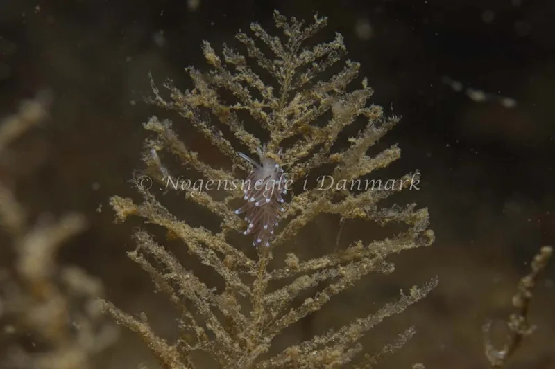 Cuthonella concinna - Ammoniakhavnen - Foto: Kim Sørensen