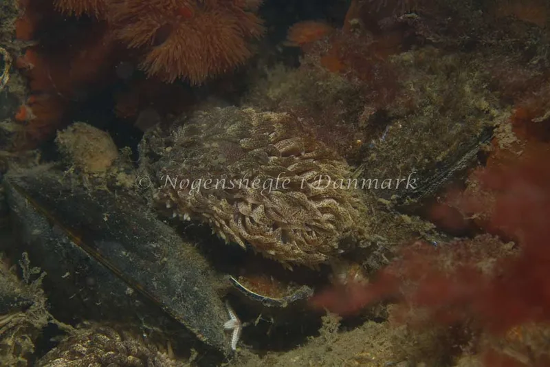 Aeolidia papillosa - Ammoniakhavnen - Foto: Kim Sørensen