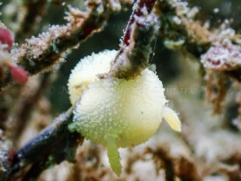 Acanthodoris pilosa - Nappedam - Foto: Niels-Søren Bøgh