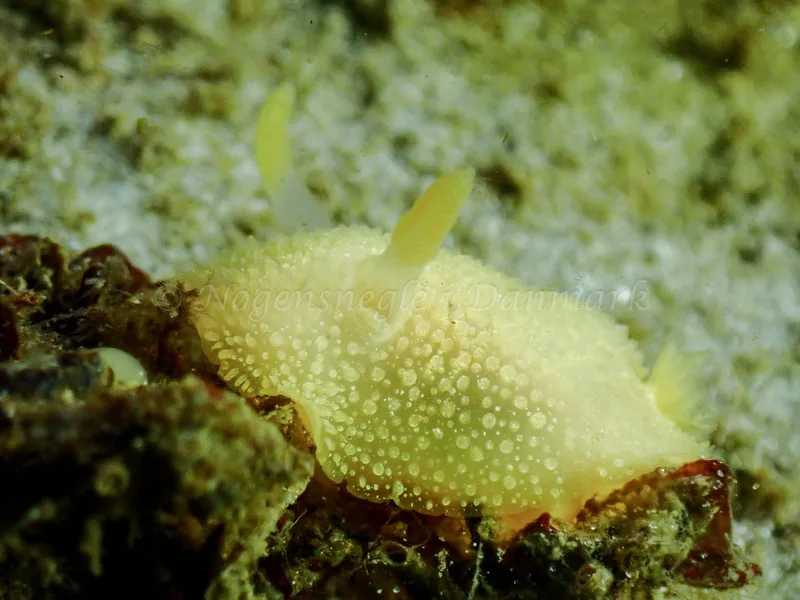 Acanthodoris pilosa - Nappedam - Foto: Niels-Søren Bøgh