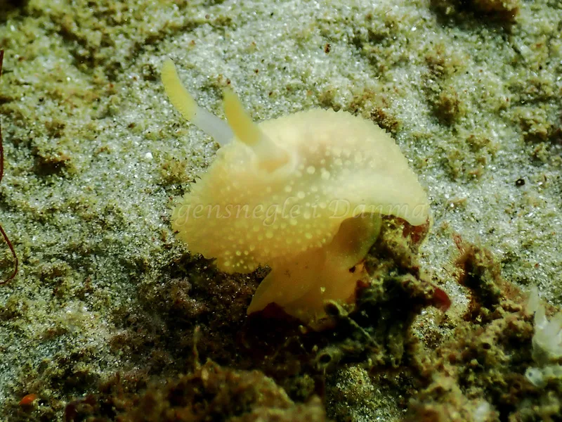 Acanthodoris pilosa - Nappedam - Foto: Niels-Søren Bøgh
