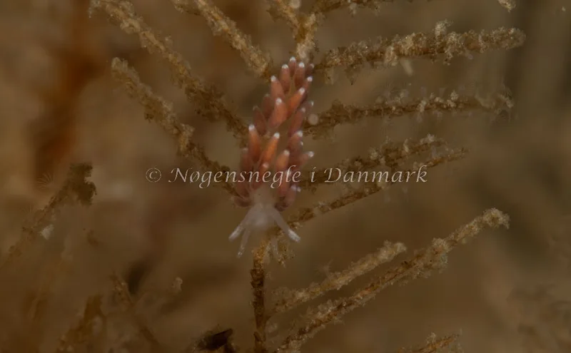Cuthonella concinna - Ammoniakhavnen - Foto: Pernille Køjborg