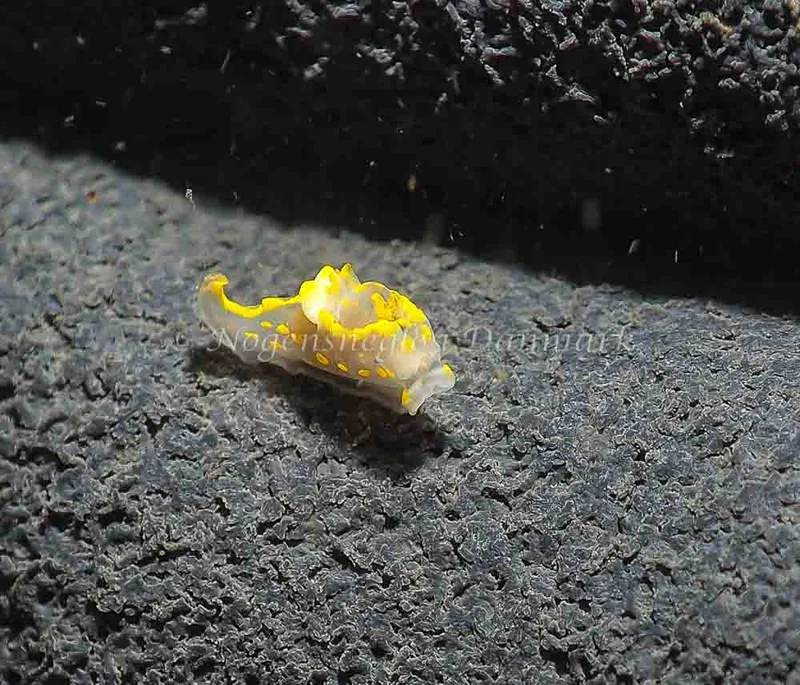Polycera quadrilineata - Lyngsbo Strand - Foto: Jens Egon Jørgensen