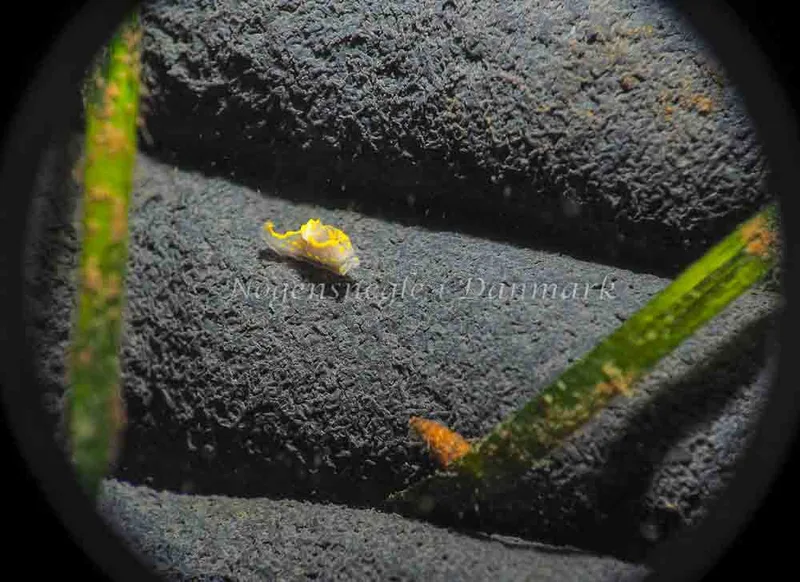 Polycera quadrilineata - Lyngsbo Strand - Foto: Jens Egon Jørgensen