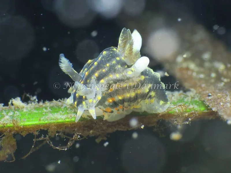 Polycera quadrilineata - Knudshoved Færgehavn - Foto: HP Ølgaard