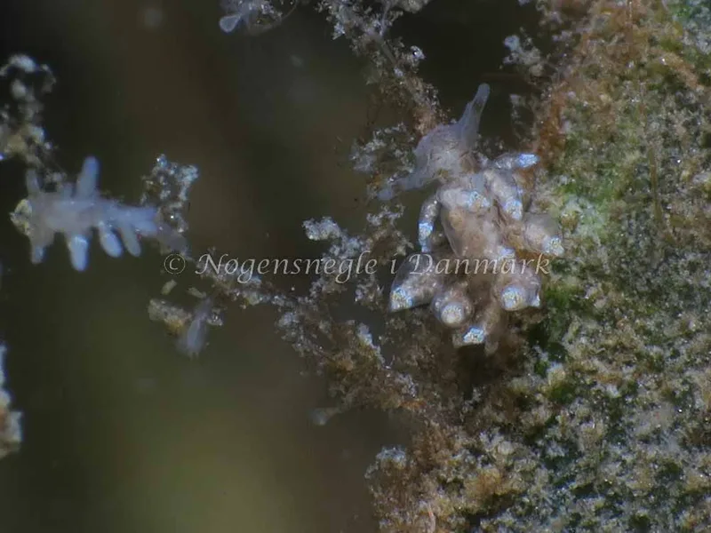 Eubranchus scintillans - Knudshoved Færgehavn - Foto: HP Ølgaard