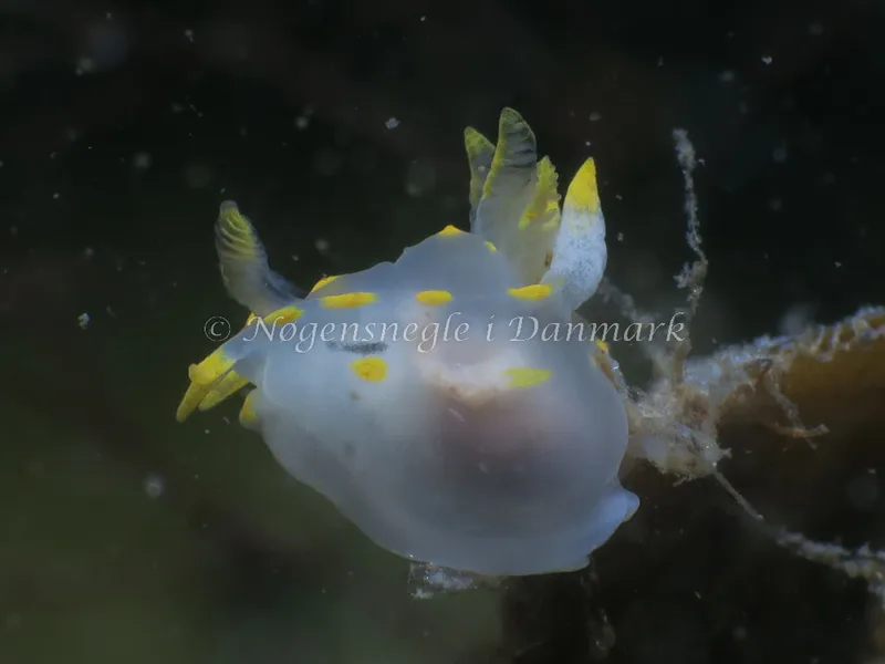 Polycera quadrilineata - Knudshoved Færgehavn - Foto: HP Ølgaard