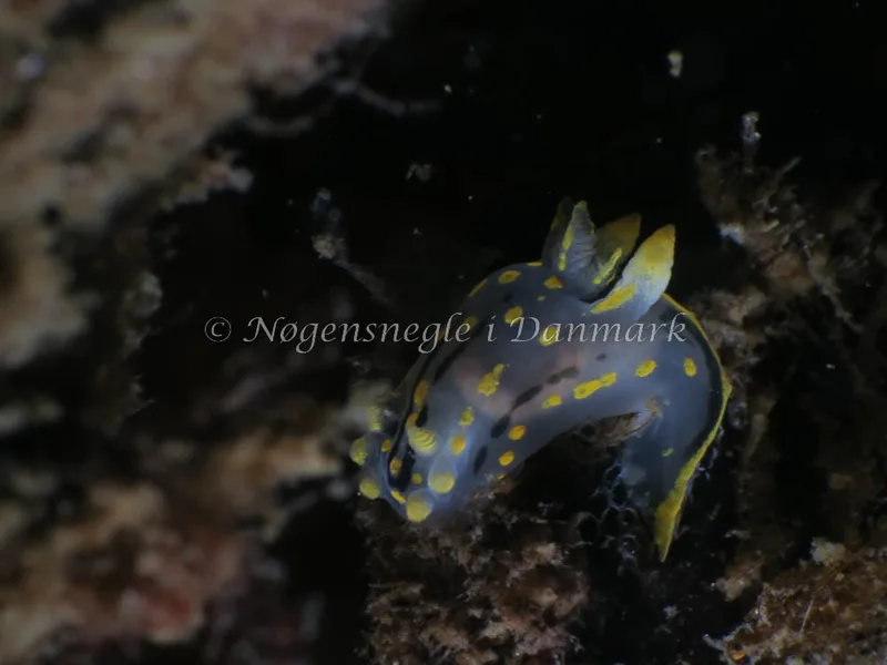 Polycera quadrilineata - Knudshoved Færgehavn - Foto: HP Ølgaard