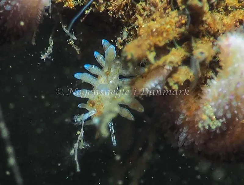 Eubranchus rupium - Kollund Lillestrand - Foto: Jens Egon Jørgensen