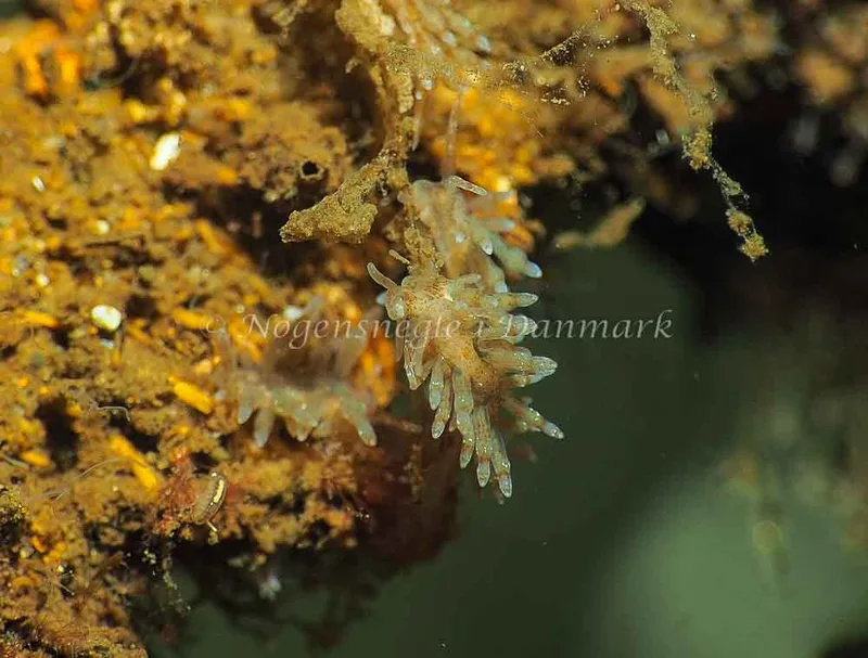 Eubranchus rupium - Kollund Lillestrand - Foto: Jens Egon Jørgensen