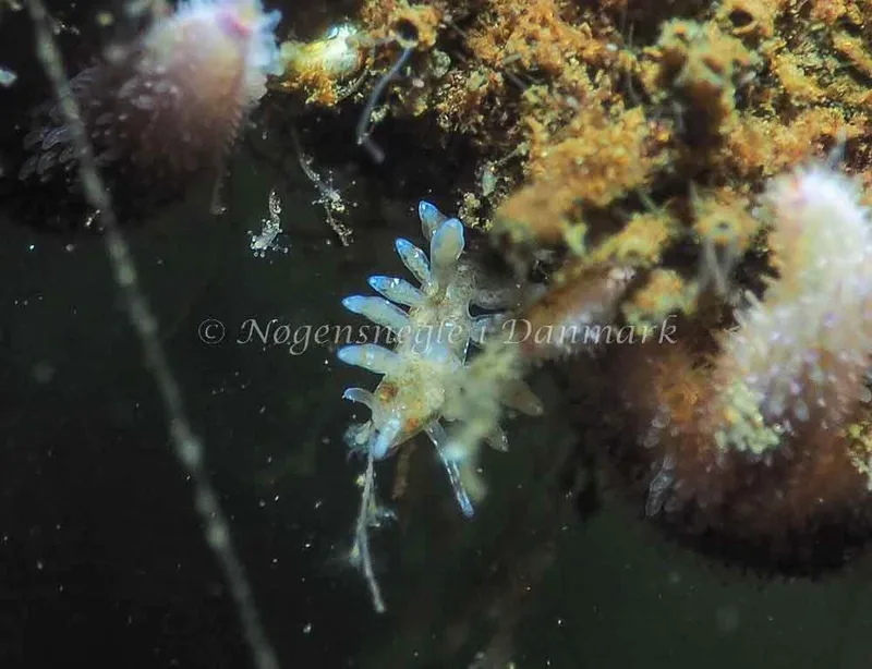 Eubranchus rupium - Kollund Lillestrand - Foto: Jens Egon Jørgensen