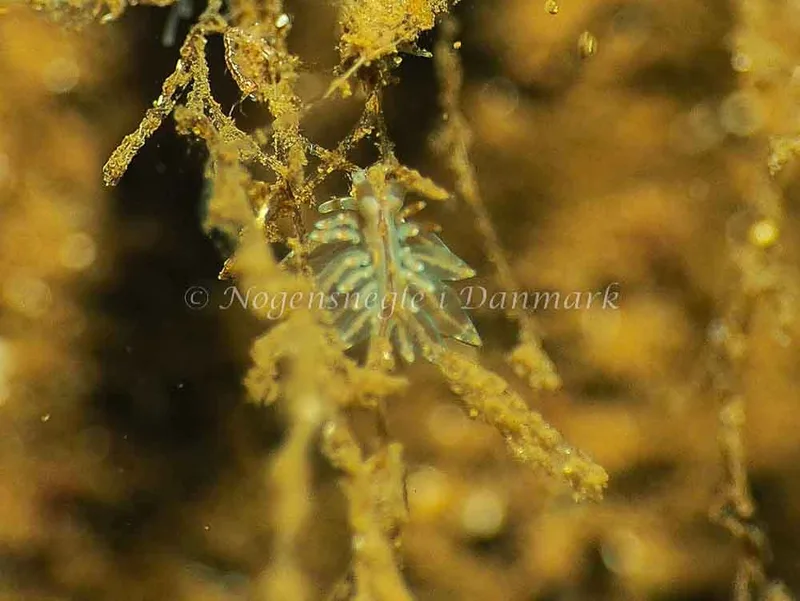 Amphorina viriola - Kollund Lillestrand - Foto: Jens Egon Jørgensen