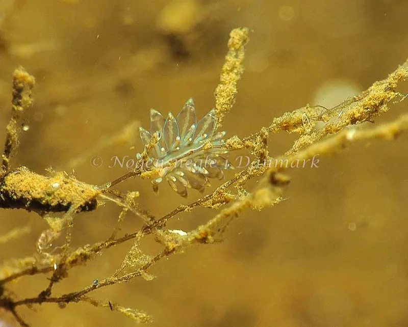 Amphorina viriola - Kollund Lillestrand - Foto: Jens Egon Jørgensen