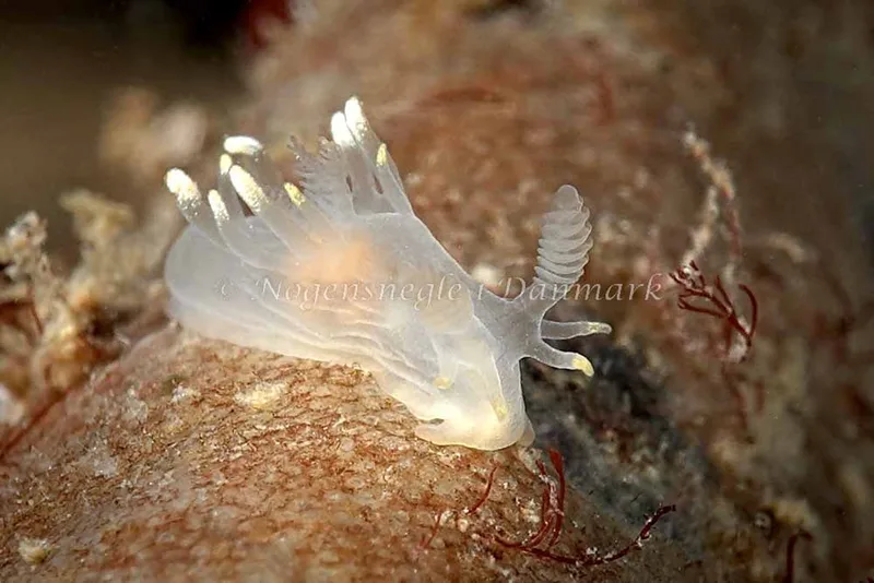Ancula gibbosa - Ammoniakhavnen - Foto: Klaus Kevin Kristensen