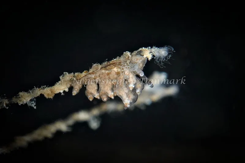 Eubranchus scintillans - Strib Bådehavn - Foto: Klaus Kevin Kristensen