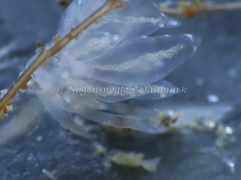 Amphorina viriola - Lyngsbo Strand - Foto: HP Ølgaard