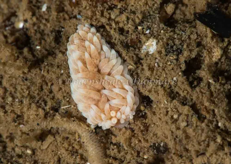 Aeolidiella glauca - Ammoniakhavnen - Foto: Pernille Køjborg