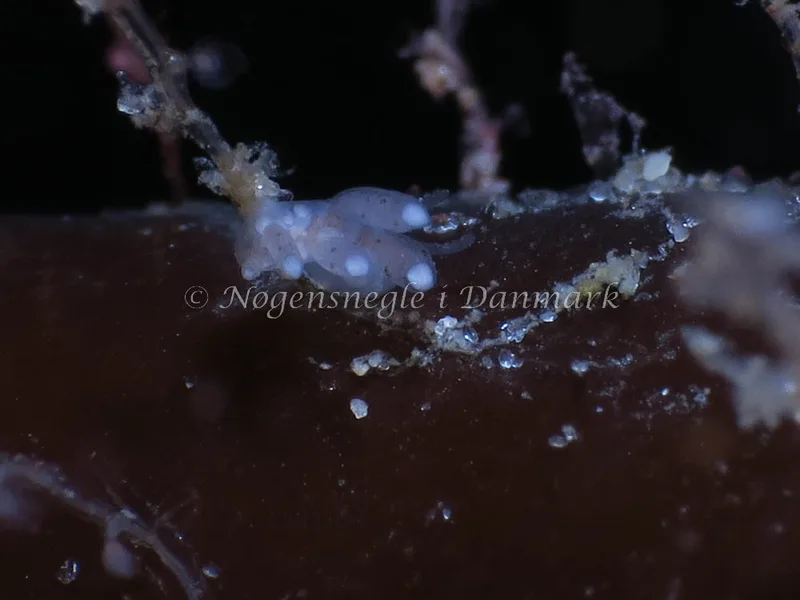 Tergipes tergipes - Molslinjen Mole, Aarhus - Foto: HP Ølgaard