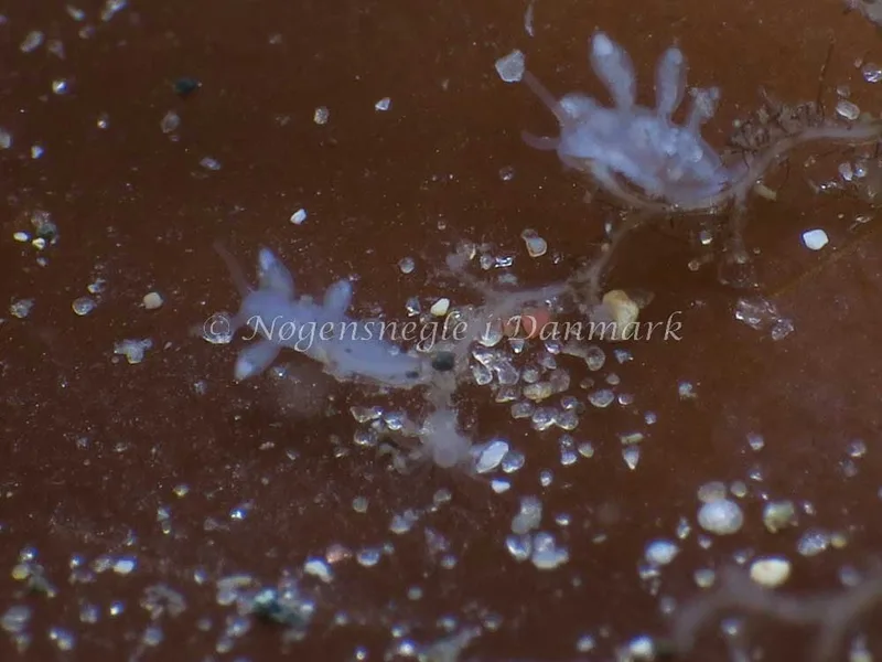 Tergipes tergipes - Molslinjen Mole, Aarhus - Foto: HP Ølgaard
