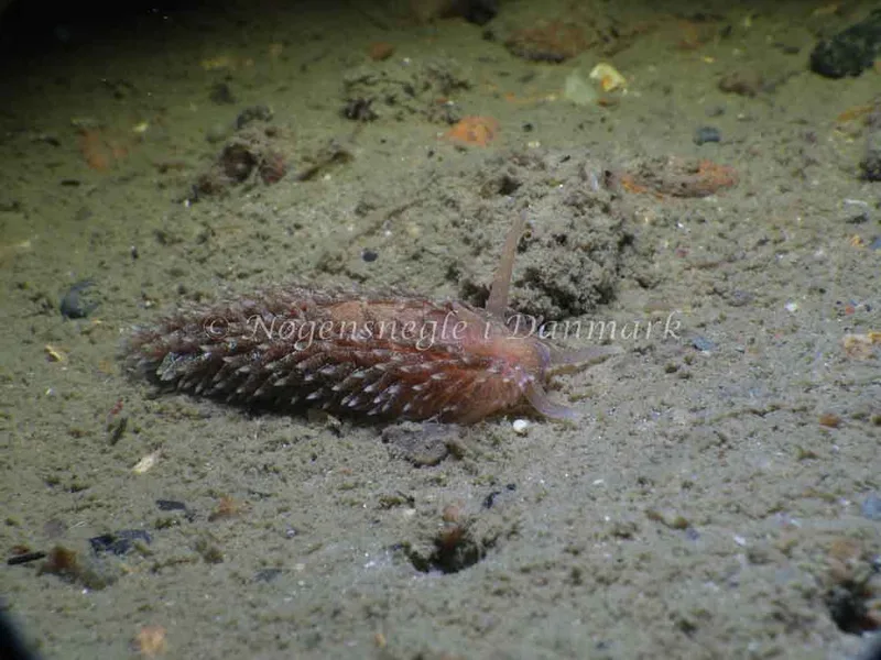 Aeolidia papillosa - Molslinjen Mole, Aarhus - Foto: HP Ølgaard