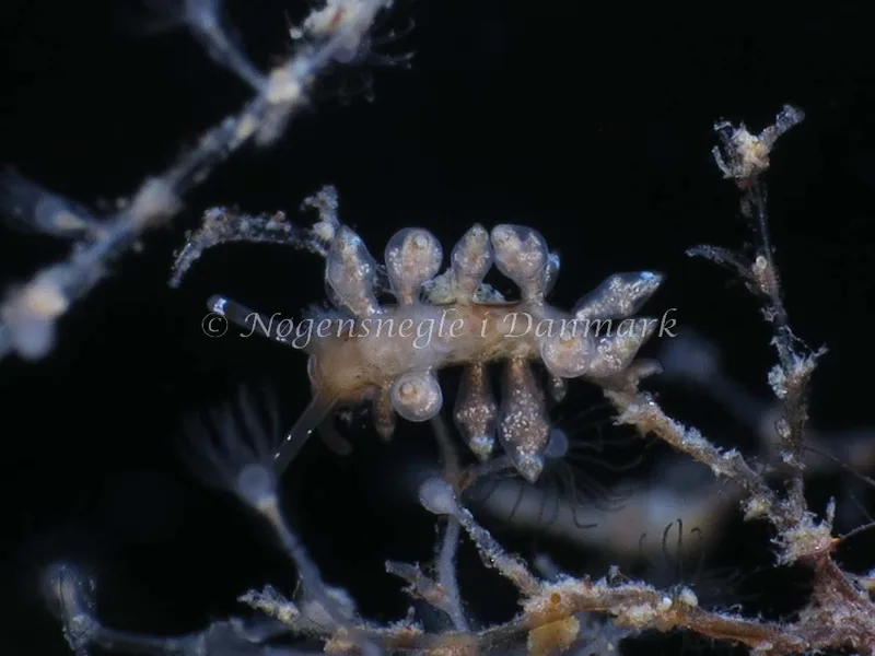 Eubranchus scintillans - Molslinjen Mole, Aarhus - Foto: HP Ølgaard