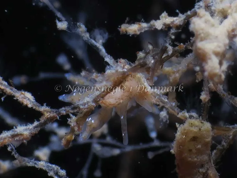 Eubranchus scintillans - Molslinjen Mole, Aarhus - Foto: HP Ølgaard