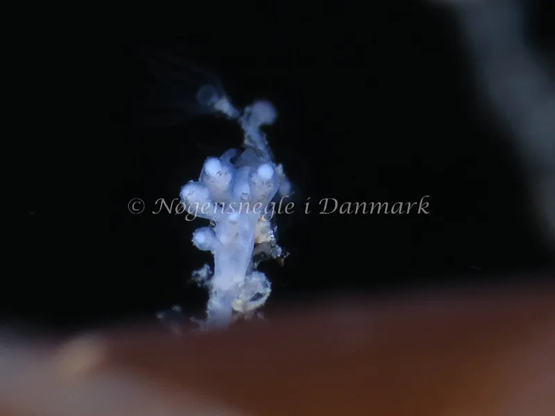 Tergipes tergipes - Molslinjen Mole, Aarhus - Foto: HP Ølgaard