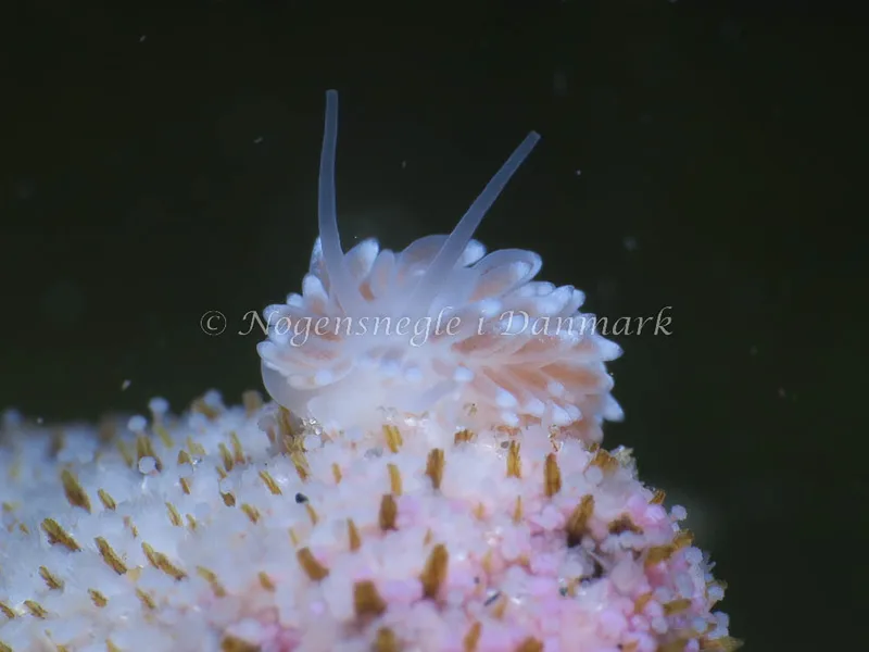 Cuthona nana - Molslinjen Mole, Aarhus - Foto: HP Ølgaard