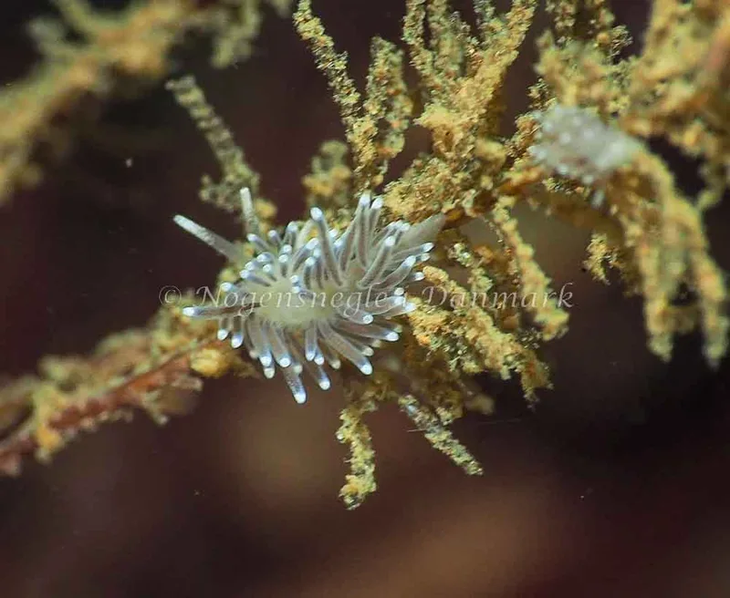 Cuthonella concinna - Ammoniakhavnen - Foto: Jens Egon Jørgensen