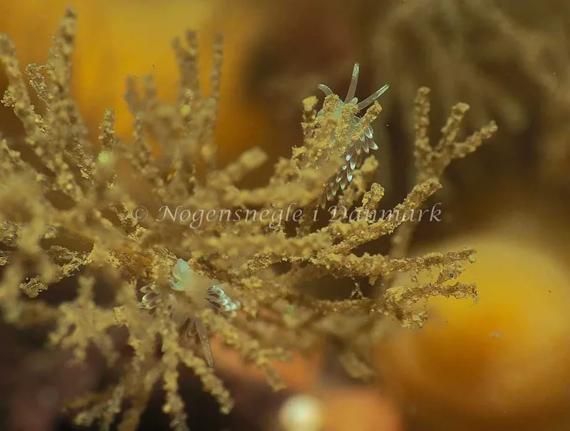 Cuthonella concinna - Ammoniakhavnen - Foto: Jens Egon Jørgensen