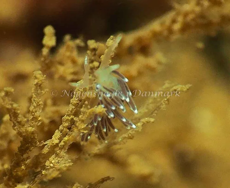 Cuthonella concinna - Ammoniakhavnen - Foto: Jens Egon Jørgensen