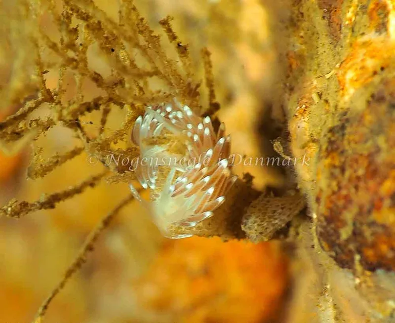 Cuthonella concinna - Ammoniakhavnen - Foto: Jens Egon Jørgensen