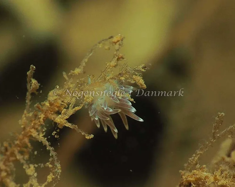 Cuthonella concinna - Ammoniakhavnen - Foto: Jens Egon Jørgensen