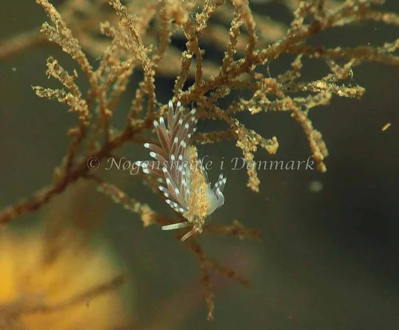 Cuthonella concinna - Ammoniakhavnen - Foto: Jens Egon Jørgensen