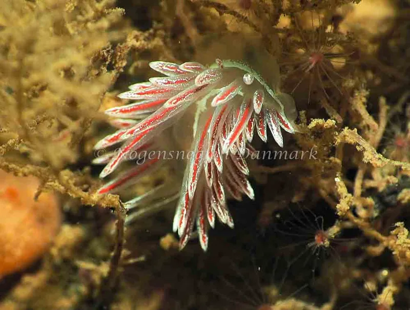 Coryphella monicae - Ammoniakhavnen - Foto: Jens Egon Jørgensen