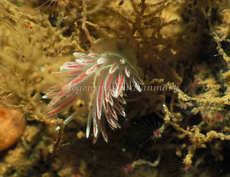 Coryphella monicae - Ammoniakhavnen - Foto: Jens Egon Jørgensen