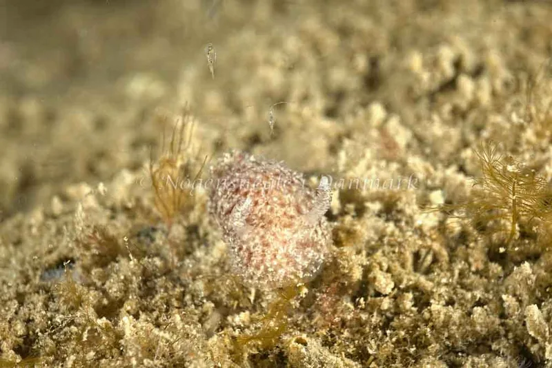 Acanthodoris pilosa - Molslinjen Mole, Aarhus - Foto: Klaus Kevin Kristensen
