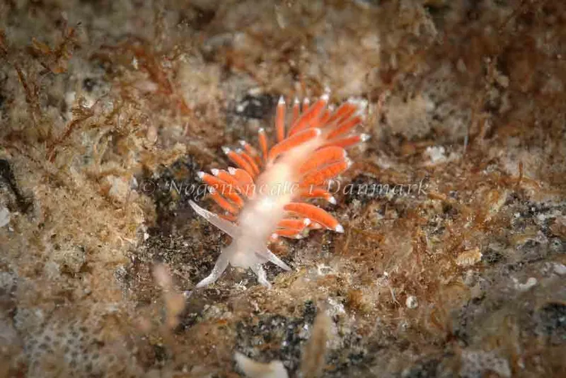 Coryphella gracilis - Molslinjen Mole, Aarhus - Foto: Klaus Kevin Kristensen