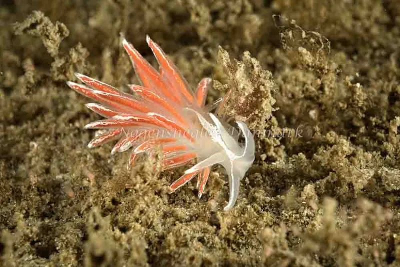 Coryphella monicae - Molslinjen Mole, Aarhus - Foto: Klaus Kevin Kristensen