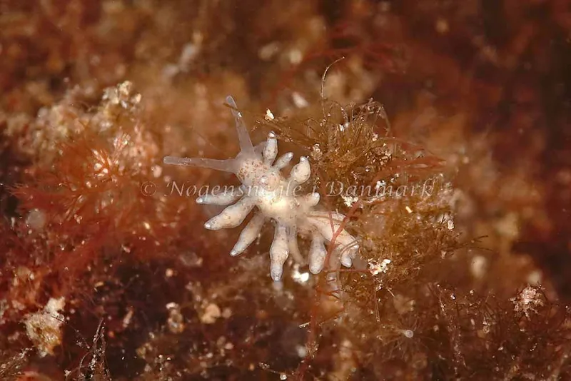 Eubranchus rupium - Molslinjen Mole, Aarhus - Foto: Klaus Kevin Kristensen