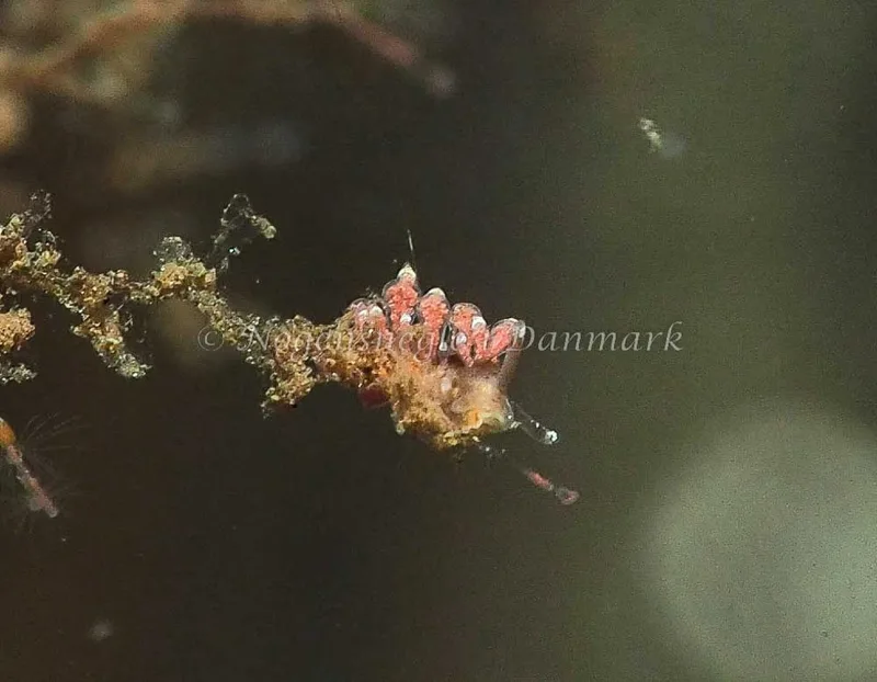 Eubranchus scintillans - Kollund Lillestrand - Foto: Jens Egon Jørgensen