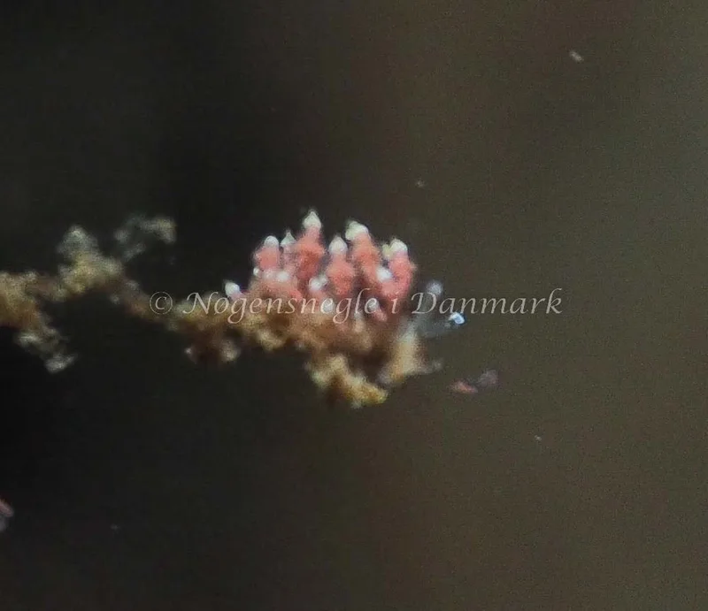 Eubranchus scintillans - Kollund Lillestrand - Foto: Jens Egon Jørgensen