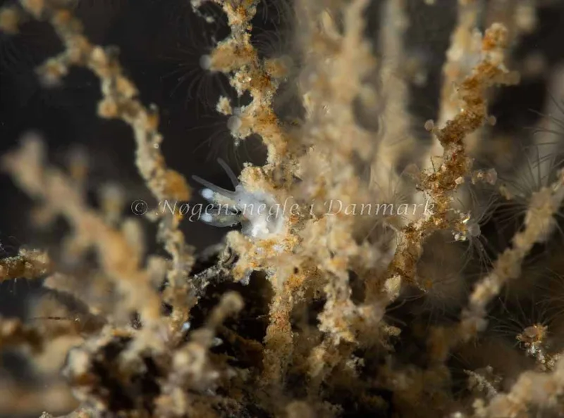 Tergipes tergipes - Ammoniakhavnen - Foto: Pernille Køjborg