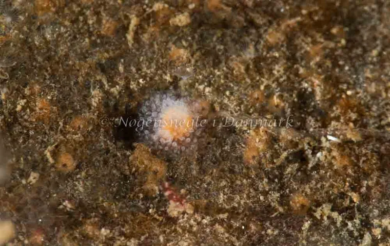 Acanthodoris pilosa - Ammoniakhavnen - Foto: Pernille Køjborg