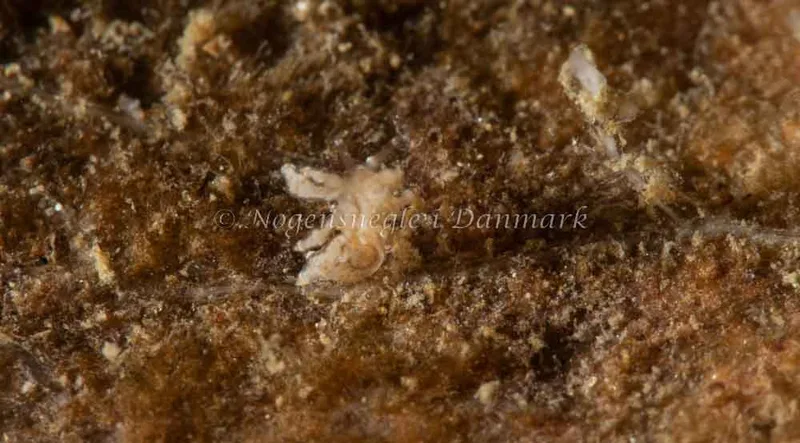 Eubranchus scintillans - Ammoniakhavnen - Foto: Pernille Køjborg