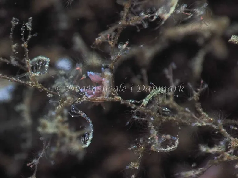 Eubranchus rupium - Kollund Lillestrand - Foto: Jens Egon Jørgensen